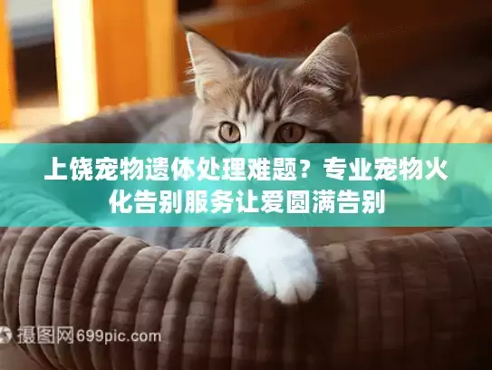 上饶宠物遗体处理难题？专业宠物火化告别服务让爱圆满告别