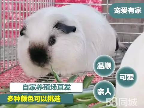 宠爱有家·宠物爱家·自家繁殖荷兰猪出售加州荷兰猪|出售活体荷兰鼠豚鼠|出售幼崽豚鼠家养荷兰猪豚鼠卡皮巴拉|加州荷兰猪,场地发货,批发零售品相好,健康有保障,只做荷兰猪
