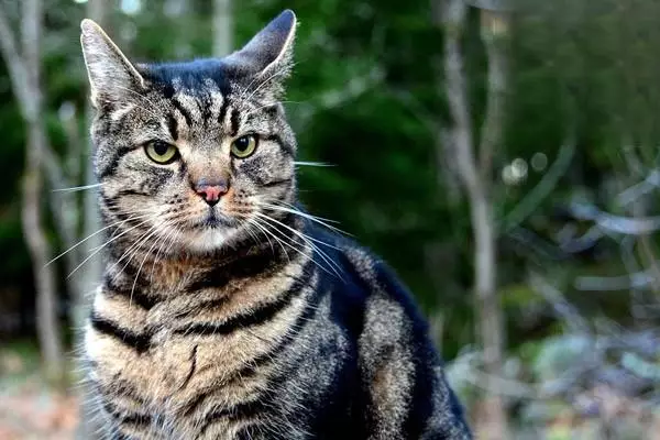 宠物猫体外驱虫怎么选 如何选择宠物猫的体外驱虫产品