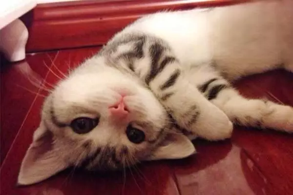 宠物猫体外驱虫怎么选