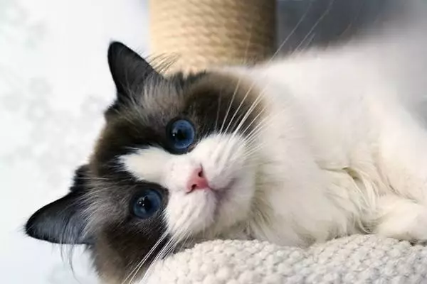 宠物猫体外驱虫怎么选