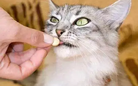 宠物猫体外驱虫怎么做