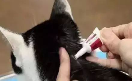 宠物猫体外怎么驱虫的