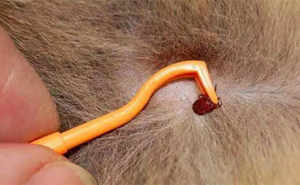 外驱滴在背上？内驱喂整片？宠物驱虫这2步错了，虫没杀死还伤宠～