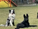 训犬机构哪家专业