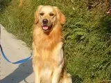 长沙就近零基础入行训犬师培训院校