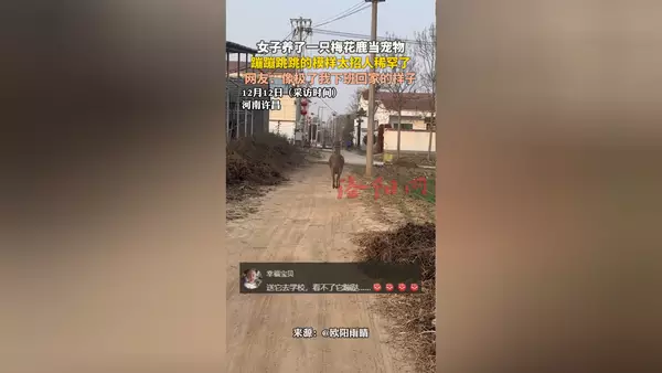 女子养了一只梅花鹿当宠物，蹦蹦跳跳的模样太招人稀罕了