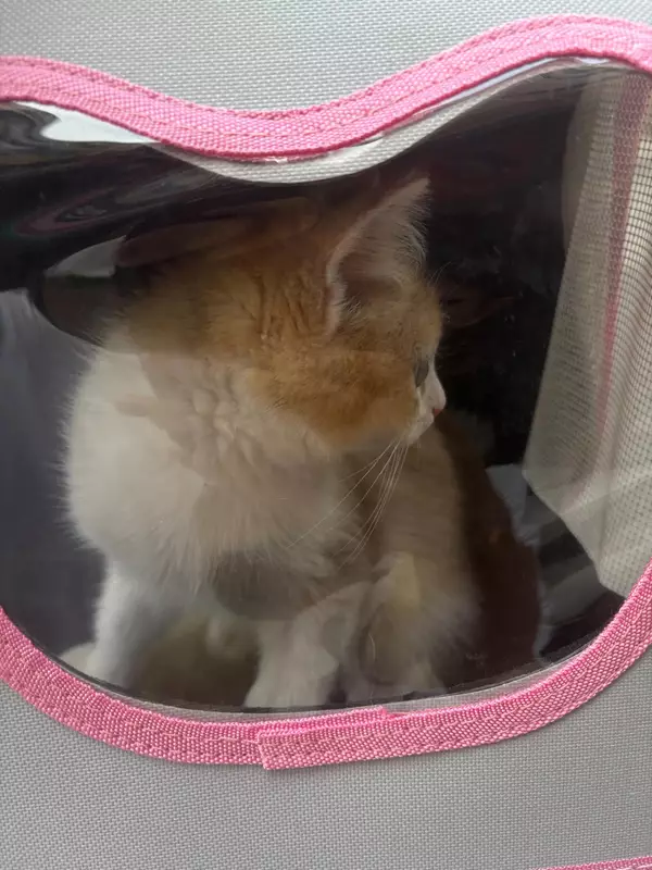 服！！！高德打车有规定不能带宠物猫上车吗？
