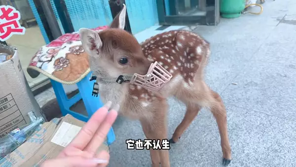 普通人能养梅花鹿吗？当宠物养成本高不高？有没有难度