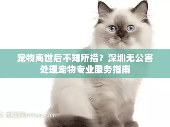 宠物离世后不知所措?深圳无公害处理宠物专业服务指南