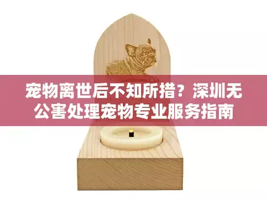 宠物离世后不知所措?深圳无公害处理宠物专业服务指南