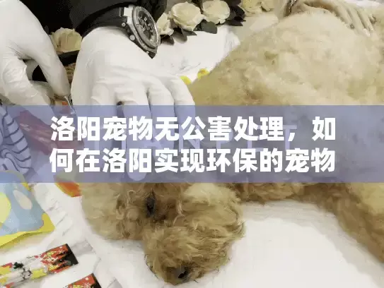 洛阳宠物无公害处理，如何在洛阳实现环保的宠物殡葬服务？