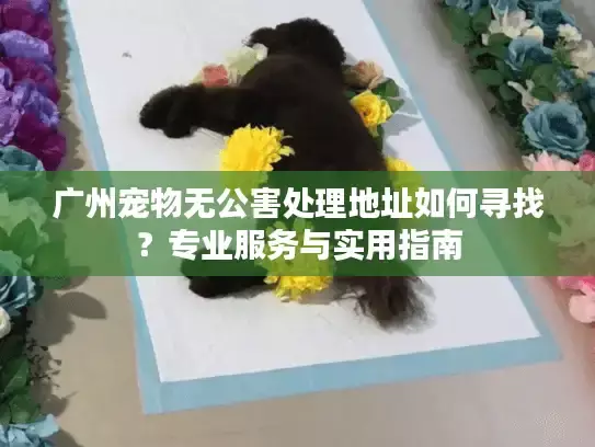 广州宠物无公害处理地址如何寻找？专业服务与实用指南