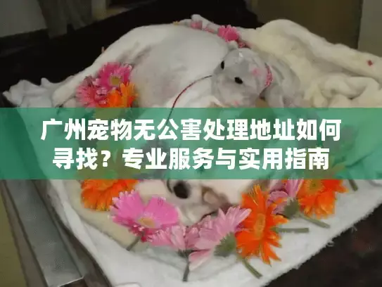 广州宠物无公害处理地址如何寻找？专业服务与实用指南