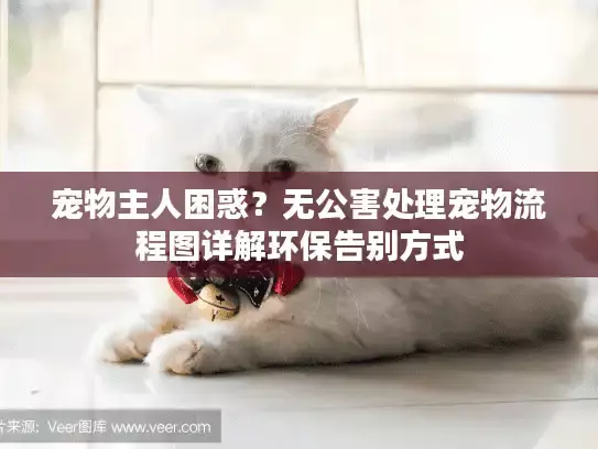 宠物主人困惑？无公害处理宠物流程图详解环保告别方式