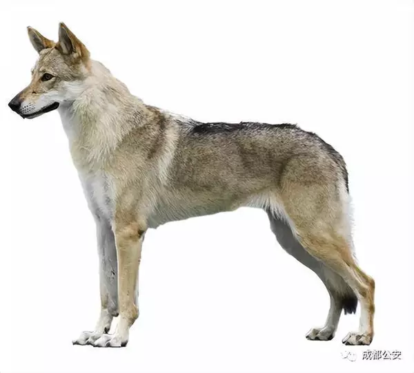 烈性犬咬死2岁女童，狗主人毛某义犯过失致人死亡罪，获刑三年缓刑四年，赔偿25万元，为避免再次伤人，案发后该狗被警方无公害处理