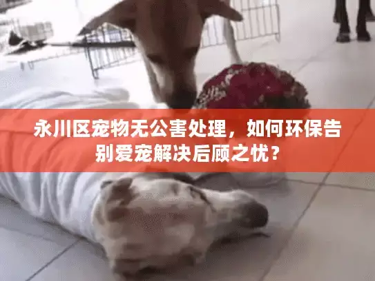 永川区宠物无公害处理，如何环保告别爱宠解决后顾之忧？