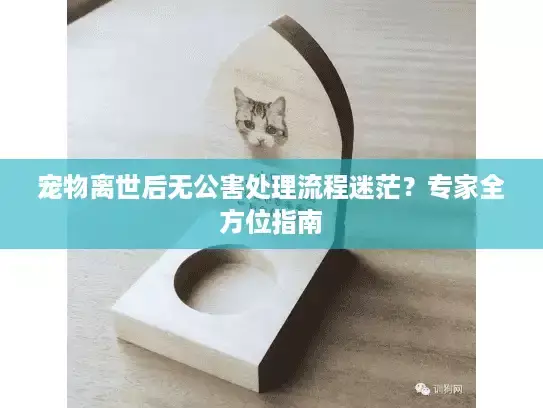 宠物离世后无公害处理流程迷茫？专家全方位指南