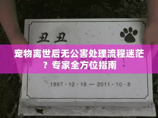 宠物离世后无公害处理流程迷茫?专家全方位指南