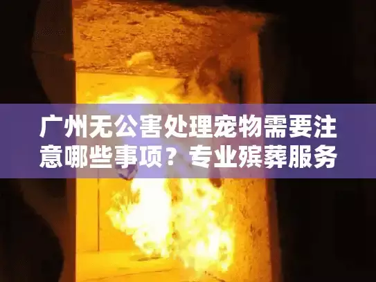 广州无公害处理宠物需要注意哪些事项？专业殡葬服务全解析