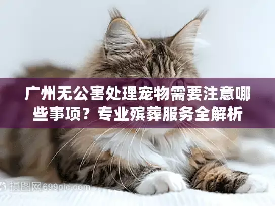 广州无公害处理宠物需要注意哪些事项?专业殡葬服务全解析