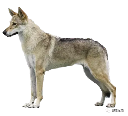 烈性犬咬死女童，被无公害处理，狗主人获刑三年缓刑四年，赔偿25万元