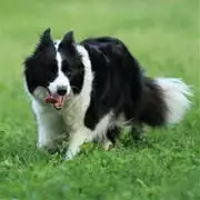 边牧