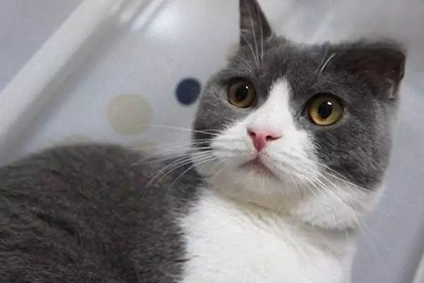 猫蠕形螨的具体症状及治疗方法