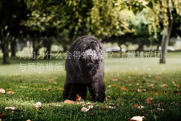 狗狗为什么会得蠕形螨？了解其成因与预防措施