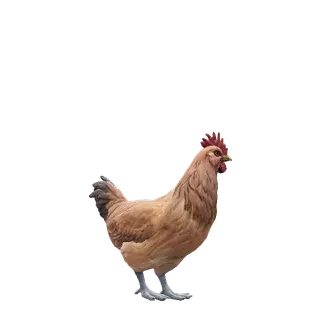 青年母鸡