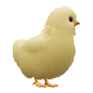 小鸡