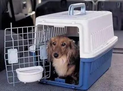 狗狗可以坐飞机吗,托运多少钱