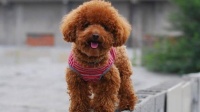 泰迪狗呕吐白色泡沫