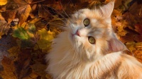 猫打嗝像要吐一样是怎么回事