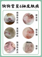 狗狗