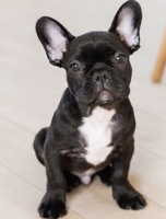 法国斗牛犬