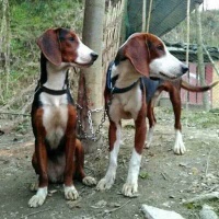 塞尔维亚三色猎犬
