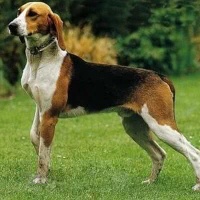 大英法三色猎犬