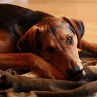 大英法三色猎犬